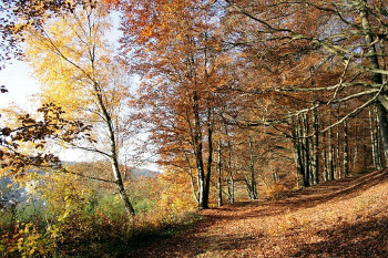 Knigsweg Rhoenklub wandern