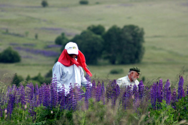 Lupinenaktion 2012