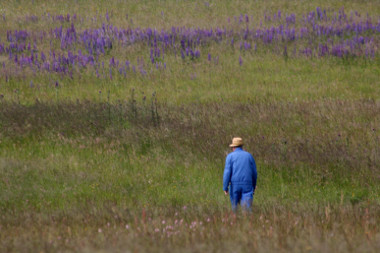 Lupinenaktion 2012